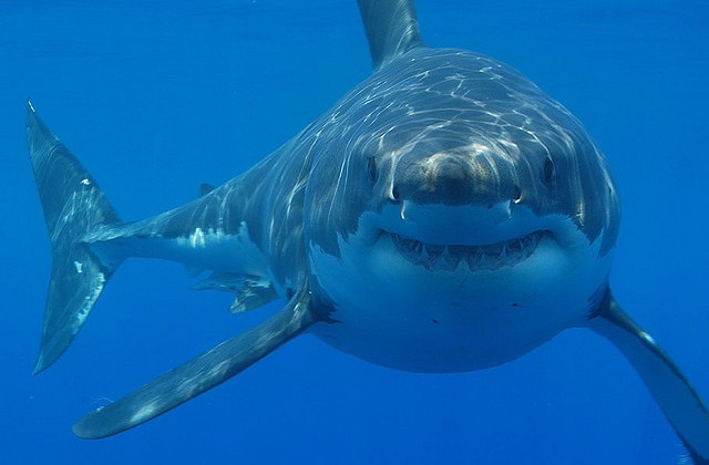 Virtual Reality Sharks
