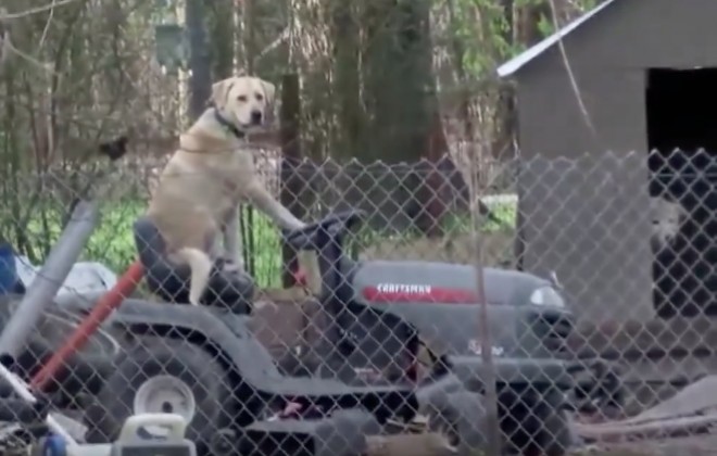 Dog Drives Lawnmower, Creates Hope For A Better Tomorrow