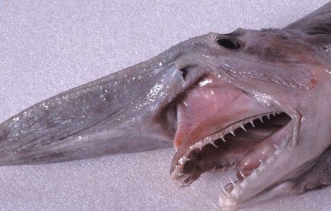 Sea Monsters Are Real!