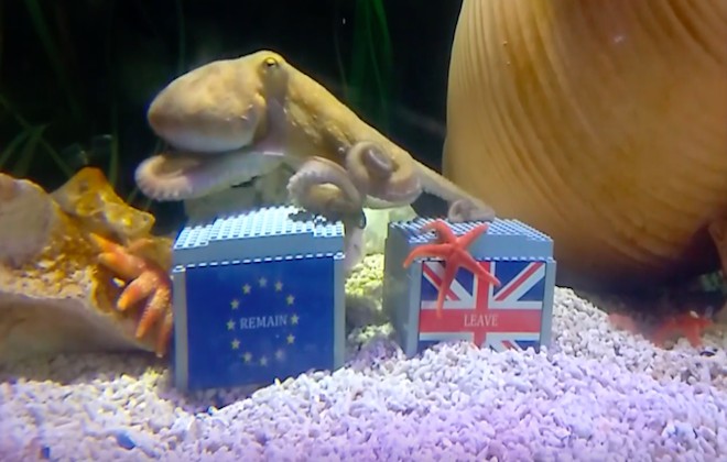 Animals Predict The EU Referendum Result