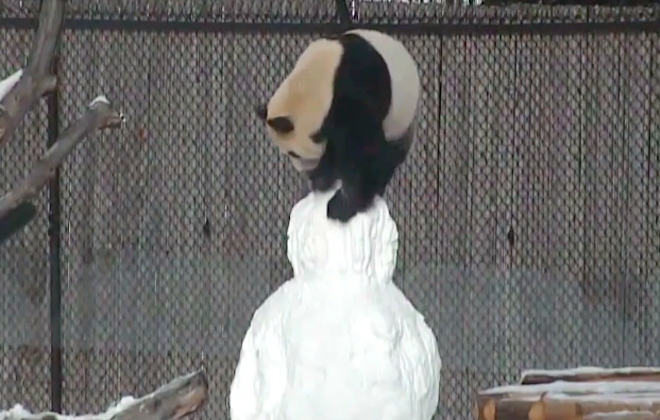 Panda Fights Snowman At Toronto Zoo