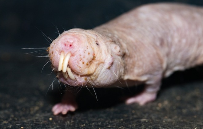 World's Ugliest Animals
