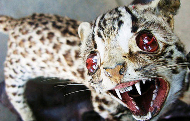 Truly Terrible Taxidermy