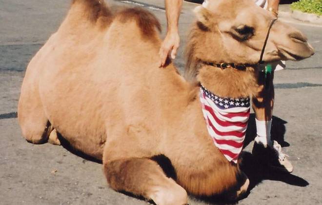 Camels Prove The Bible Is A Load Of Old Bollocks