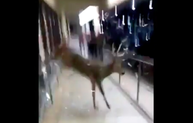 Deer Gets Stuck In Shop, Jumps Through Window To Escape