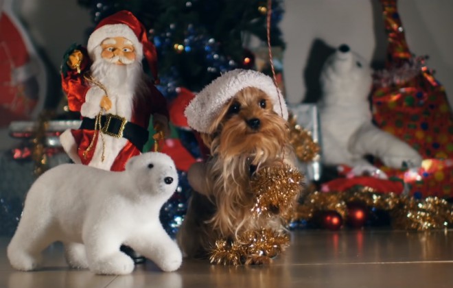 A Christmas Video Feat. Some Very Excited Dogs