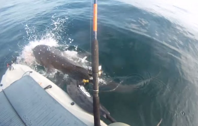 Time 4 A Shark Video!