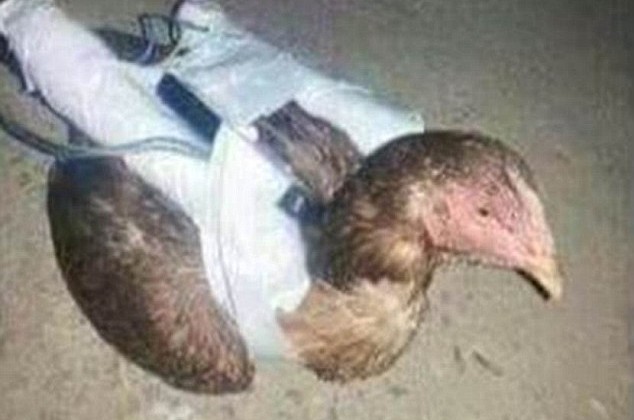ISIS Reportedly Strapping Bombs To Chickens!?!?