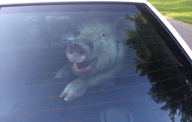 The Pig What Shit In A Police Car