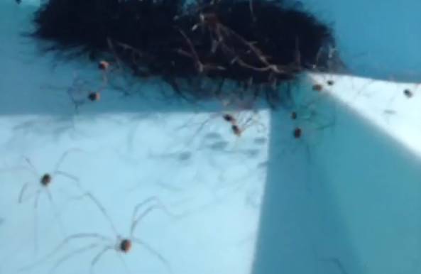 Pubic Hair Or Thousands Of Angry Spiders?