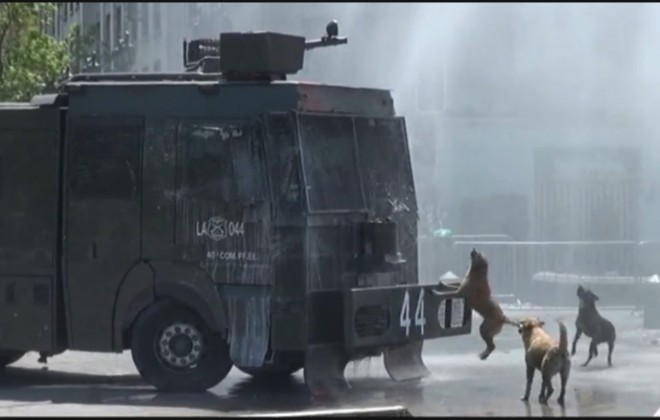 There Are So Many DOGS At This Protest In Chile