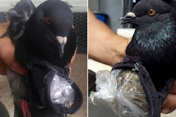 Lad Pigeon Caught Smuggling Cocaine Into Prison