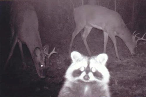 Terrifying, Inexplicable Nightvision Photos of Woodland Animals to Kick off Your Weekend