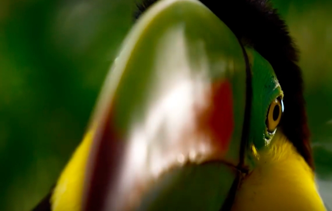 Planet Earth Series 2 Trailer Revealed