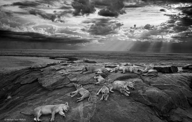 Wildlife Photographer of the Year @ Natural History Museum