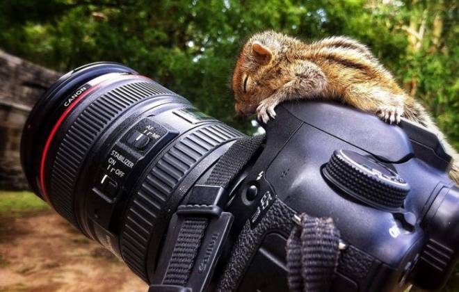 Best Squirrel Ever