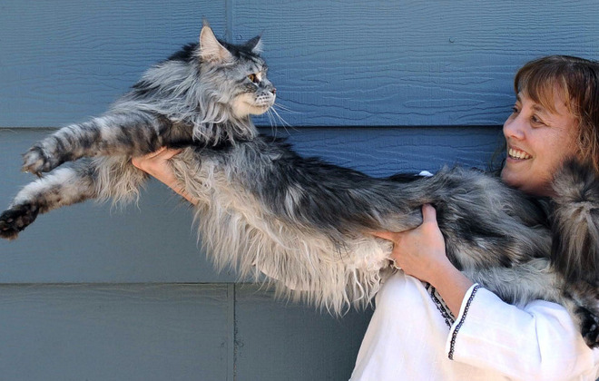 Extraordinary Pets