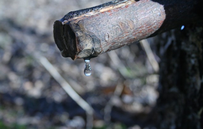 Move Over Coconut, From Now On We're Drinking Birch Water