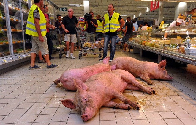 Protesting French Farmers Unleash Live Pigs In Supermarket
