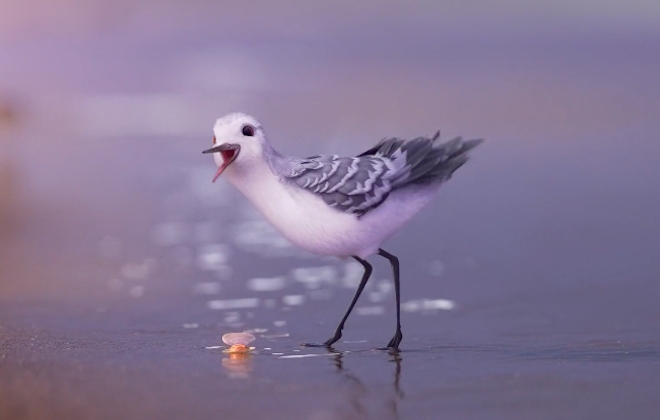Pixar Releases New Short Film Piper